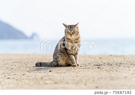 相島の猫 相島の猫 75687192