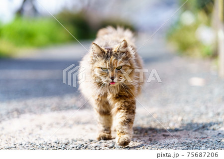相島の猫 相島の猫 75687206