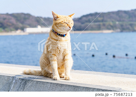 相島の猫 75687213