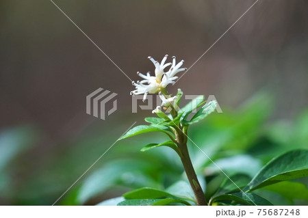 フッキソウの花　多数の雄花と、花穂の下部には雌花も見える 75687248