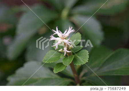 フッキソウの花 多数の雄花と、花穂の最下部左右には雌花も見える フッキソウの花 多数の雄花と、花穂の最下部左右には雌花も見える 75687249