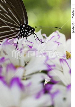 蝶が白い花の蜜を吸っています。蝶の名前はツムラサキマダラです。 蝶が白い花の蜜を吸っています。蝶の名前はツムラサキマダラです。 75687262