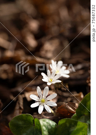 霊仙岳のユキワリソウのクローズアップ 75687332