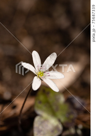 霊仙岳のユキワリソウのクローズアップ 75687339