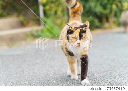 相島の猫 相島の猫 75687410
