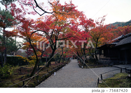 きれいな紅葉_宝厳院(京都) きれいな紅葉_宝厳院(京都) 75687420