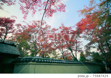 きれいな紅葉_宝厳院(京都) きれいな紅葉_宝厳院(京都) 75687424