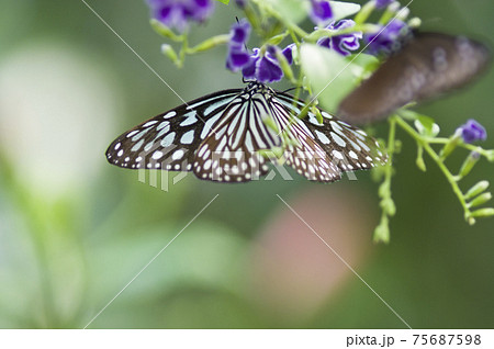 蝶が紫色の花の蜜を吸っています。蝶の名前はリュウキュウアサギマダラです。 蝶が紫色の花の蜜を吸っています。蝶の名前はリュウキュウアサギマダラです。 75687598