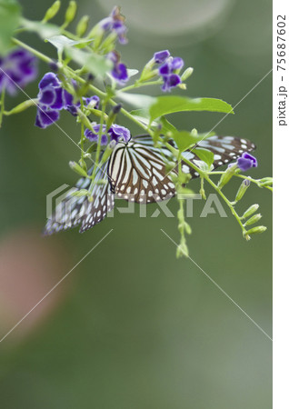 蝶が紫色の花の蜜を吸っています。蝶の名前はリュウキュウアサギマダラです。 蝶が紫色の花の蜜を吸っています。蝶の名前はリュウキュウアサギマダラです。 75687602
