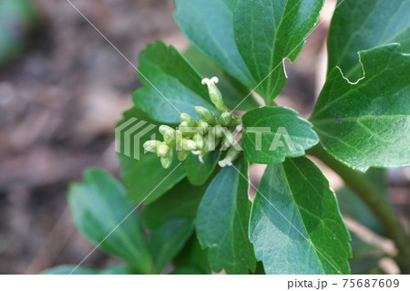 フッキソウ（富貴草）　蕾の下の方には雌花が咲いています　3月 75687609