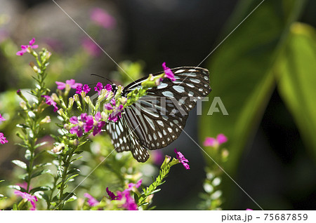 蝶がピンク色の花の蜜を吸っています。蝶の名前はリュウキュウ