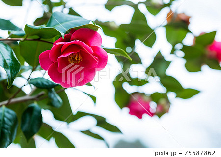 東京都八王子市 長池公園の花 ツバキ 東京都八王子市 長池公園の花 ツバキ 75687862