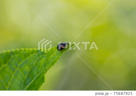 緑の葉と小さな虫の写真素材