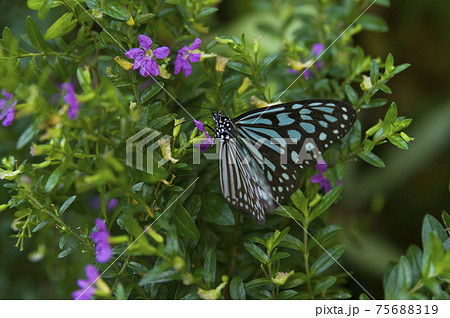 蝶が花の蜜を吸っています。蝶の名前はリュウキュウアサギマダラです。 75688319