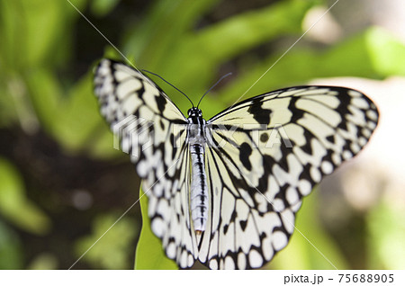 蝶が葉の上で休憩しています 蝶の名前はオオゴマダラです の写真素材