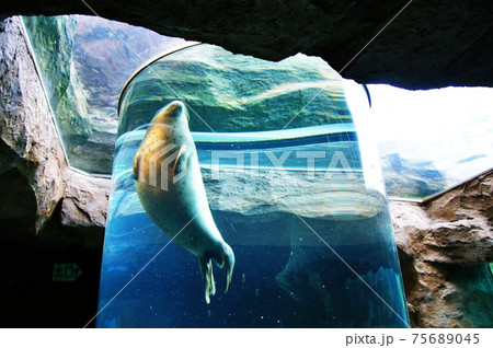 旭山動物園あざらし館 75689045