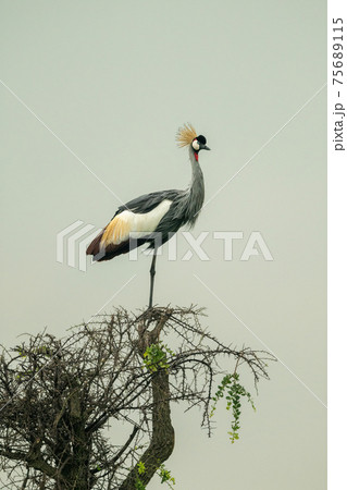 Grey crowned crane on thornbush eyeing camera Grey crowned crane on thornbush eyeing camera 75689115