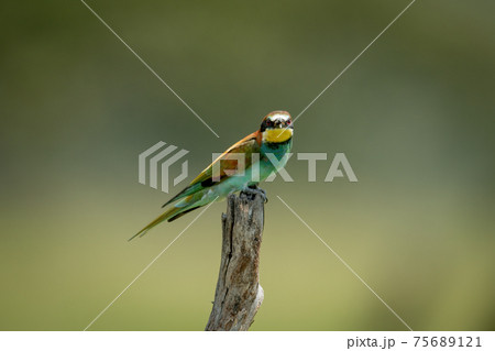 European bee-eater on tree stump eyeing camera European bee-eater on tree stump eyeing camera 75689121
