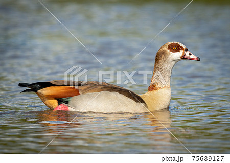 Egyptian goose swims in waterhole watching camera 75689127