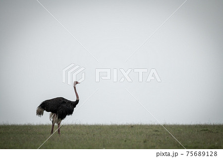 Common ostrich stands on horizon facing right 75689128