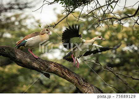 Egyptian goose flies from another on branch 75689129