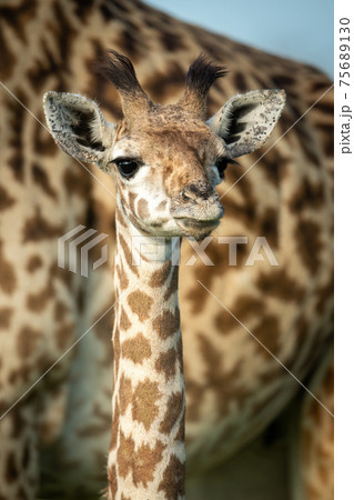 Close-up of young Masai giraffe beside mother 75689130