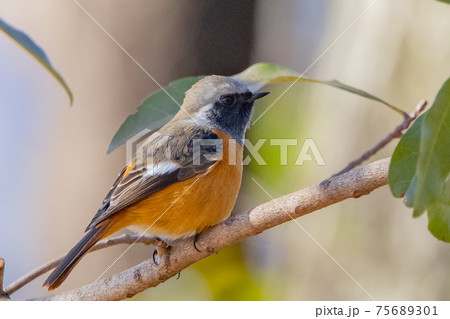 愛らしい仕草の冬鳥 ジョウビタキ 75689301