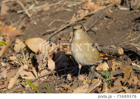 愛らしい仕草の冬鳥 ジョウビタキ 75689376