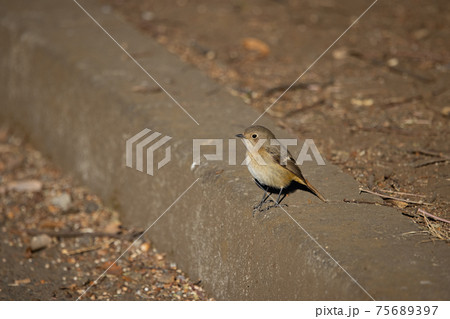 愛らしい仕草の冬鳥 ジョウビタキ 75689397