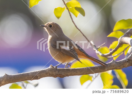 愛らしい仕草の冬鳥 ジョウビタキ 75689620