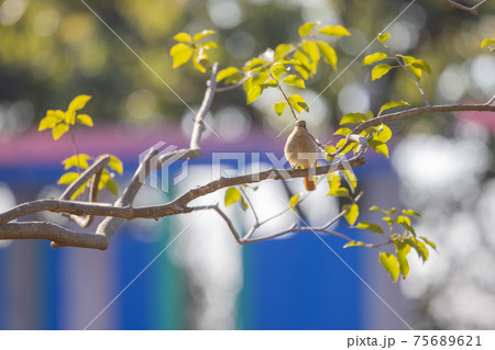 愛らしい仕草の冬鳥 ジョウビタキ 75689621