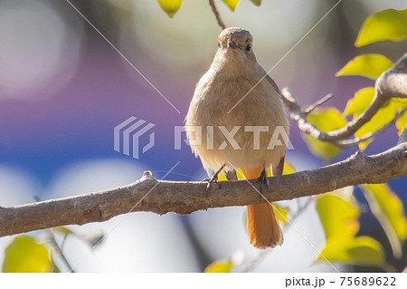 愛らしい仕草の冬鳥 ジョウビタキ 愛らしい仕草の冬鳥 ジョウビタキ 75689622