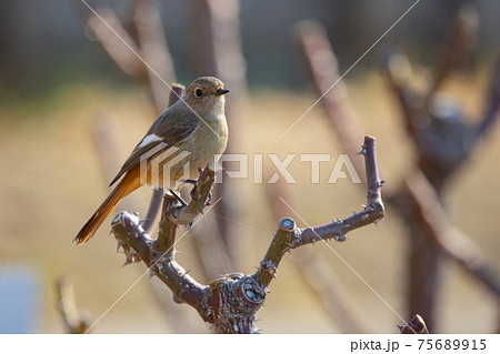 愛らしい仕草の冬鳥 ジョウビタキ 愛らしい仕草の冬鳥 ジョウビタキ 75689915