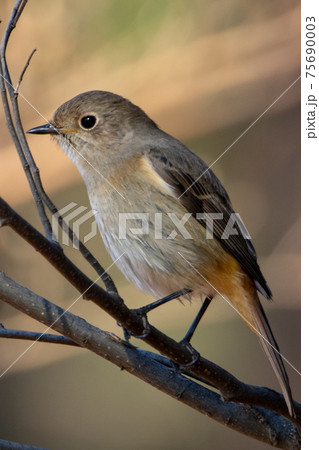 愛らしい仕草の冬鳥 ジョウビタキ 75690003