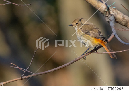 愛らしい仕草の冬鳥 ジョウビタキ 75690024