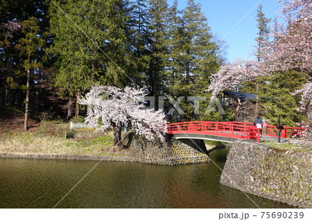 満開の桜と赤い橋 松岬公園 満開の桜と赤い橋 松岬公園 75690239