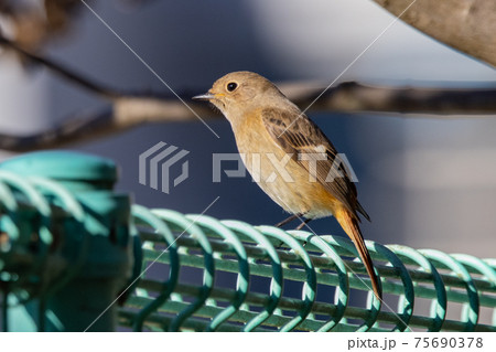 愛らしい仕草の冬鳥 ジョウビタキ 愛らしい仕草の冬鳥 ジョウビタキ 75690378