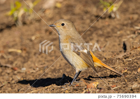 愛らしい仕草の冬鳥 ジョウビタキ 75690394