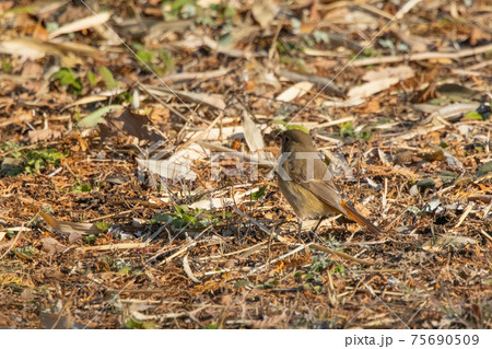 愛らしい仕草の冬鳥 ジョウビタキ 愛らしい仕草の冬鳥 ジョウビタキ 75690509