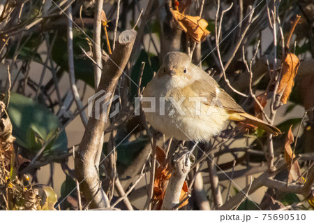 愛らしい仕草の冬鳥 ジョウビタキ 75690510
