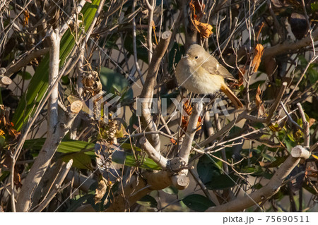 愛らしい仕草の冬鳥 ジョウビタキ 75690511