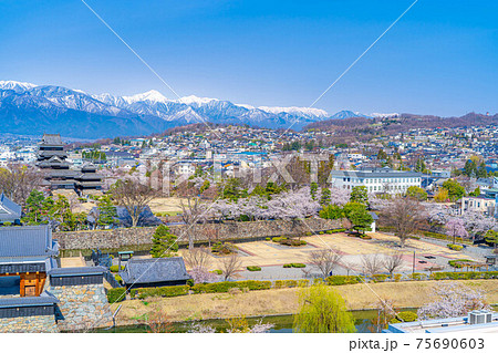 春の松本城と市街地、北アルプスの様子　【長野県】 75690603
