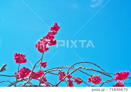 紅いカンヒザクラの花 75690670