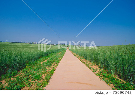 大麦 空 青空 75690742