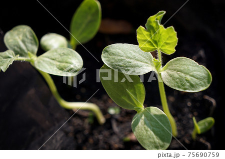 Close up, the seedling is growing in the soil, the sapling grows in the sun. 75690759