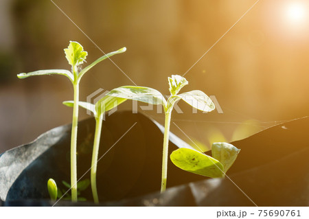 Close up, the seedling is growing in the soil, the sapling grows in the sun. 75690761