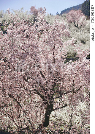 満開のスモモの花 和歌山県伊都郡かつらぎ町の写真素材