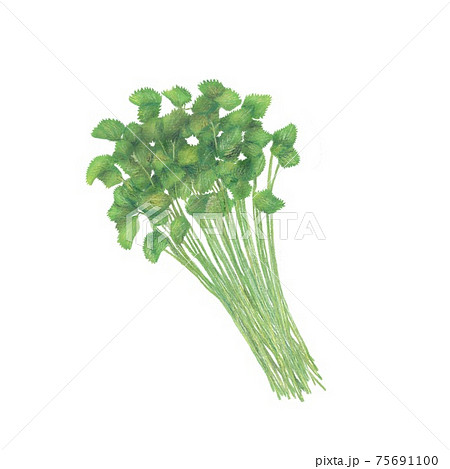 三つ葉 Japanese Parsley 手描きイラストのイラスト素材