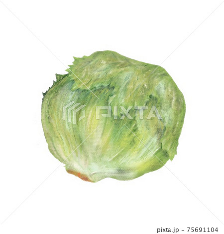 レタス Lettuce 手描きイラストのイラスト素材