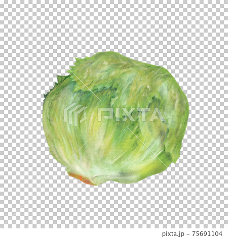 生菜手繪插圖 生菜手繪插圖 75691104